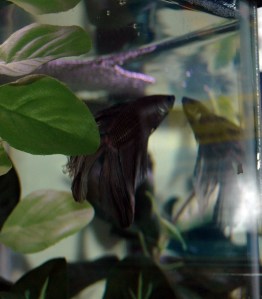 CiciFish_5346w