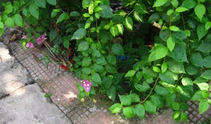 IMG_0197_crW
