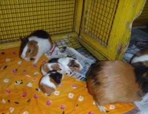 Surprise! Guinea Pig Babies