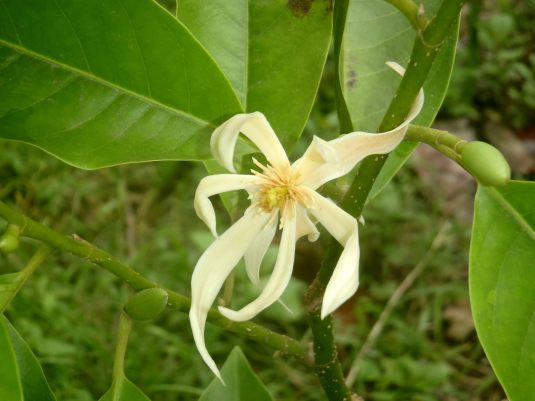 Flowering Chapa Planted for Tuni