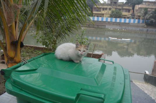 Cat welcome, Ganga not welcome